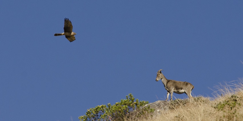 An adult Nilgiri Tahr and Pallid harrier under clear blue sky - jungle safari in Kerala