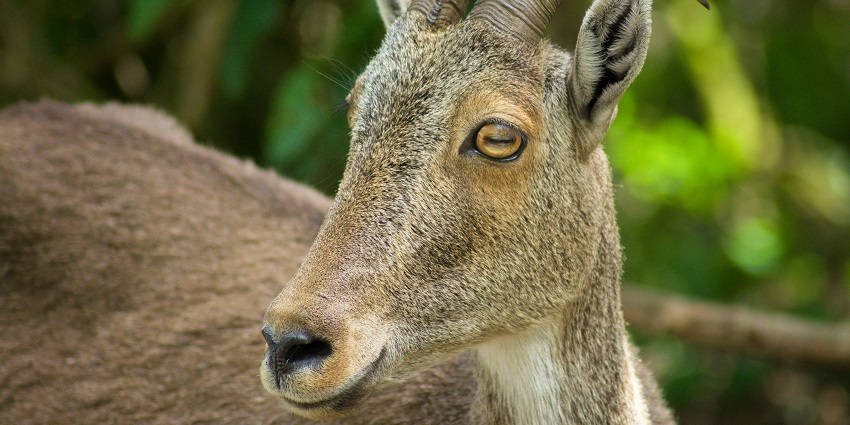 Get acquainted with some endangered species while exploring this attraction.