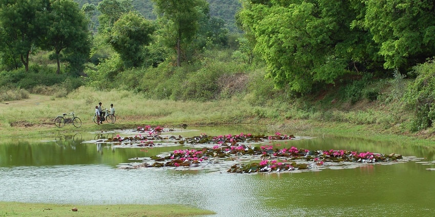 Inside the dense forests of Nilgiri Biosphere reserve - explore near Attapadi Waterfall
