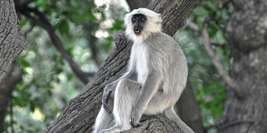 Get acquainted with some endangered species at Silent Valley National Park, Kerala.