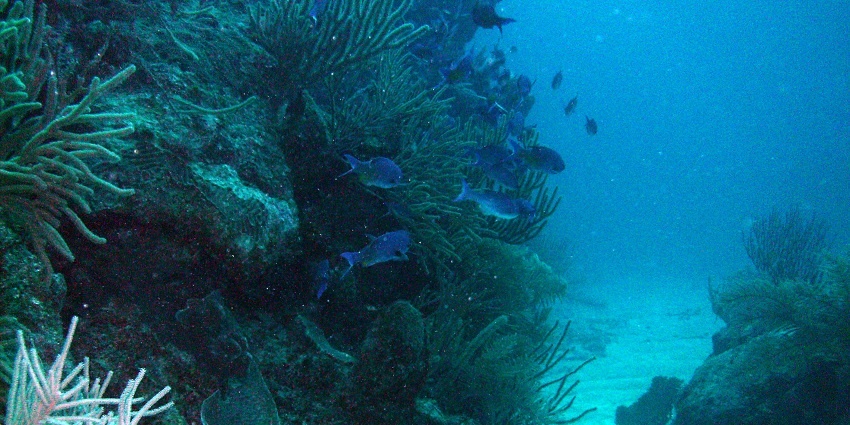 Underwater snap of reef and Ocean Floor - Scuba Diving in Kerala