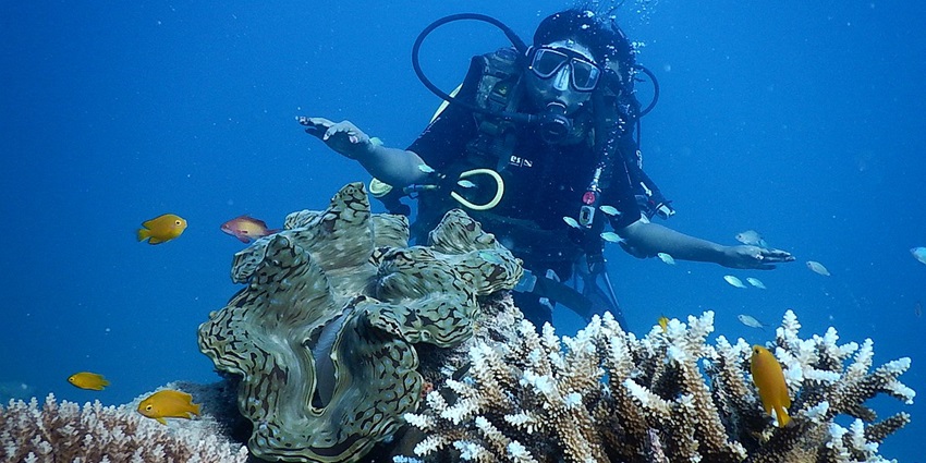 The marine life of White House Rock while scuba diving in the waters of the Andaman Sea.