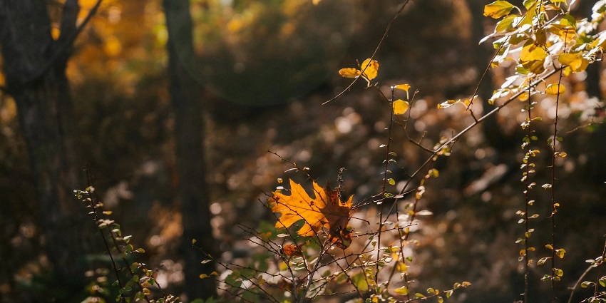 October Season: golden leaves during the autumn - best time to visit Parrot Island