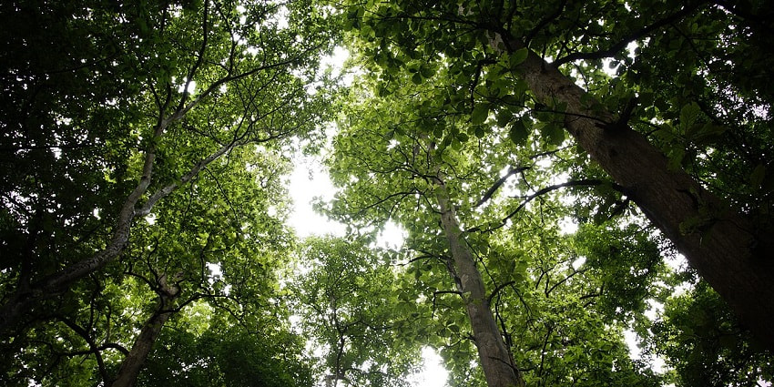Visit one of the world’s oldest teak plantations during your visit to Nilambur, Kerala.