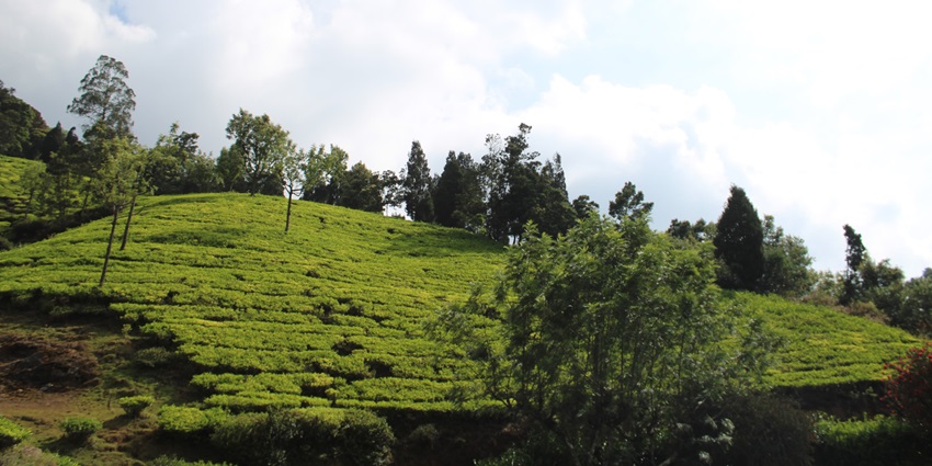 A picture of a beautiful mountain with a blanket of greenery and trees spread all across
