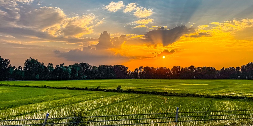 Sun rays falling on the paddy fields in Kashmir, which makes for a picturesque view