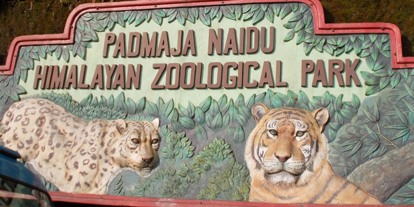 This zoological park is one of the best places to visit in Darjeeling for animal lovers.