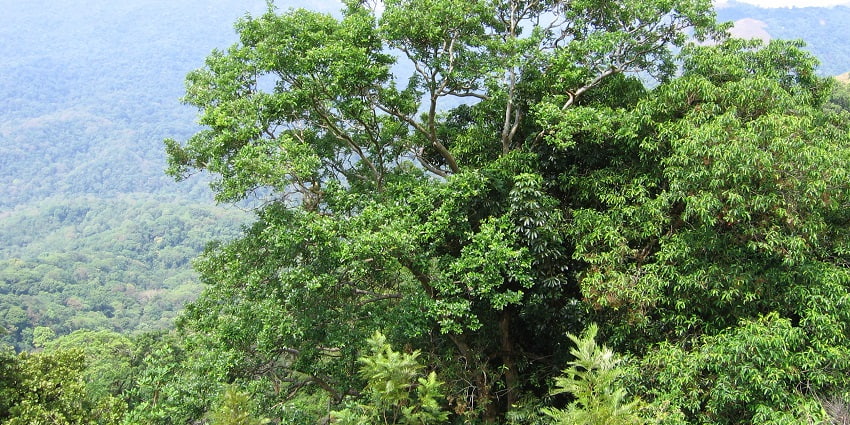 Pakshipathalam is one of the best places to visit in Kerala to witness wildlife.