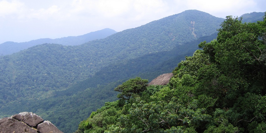 Scenic forested trail leading to Pakshipathalam near Thirunelli, Wayanad region.