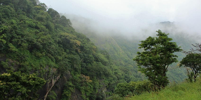 Scenic Trek amidst the lush green forest in Palakkad - Places to visit near Palakkad