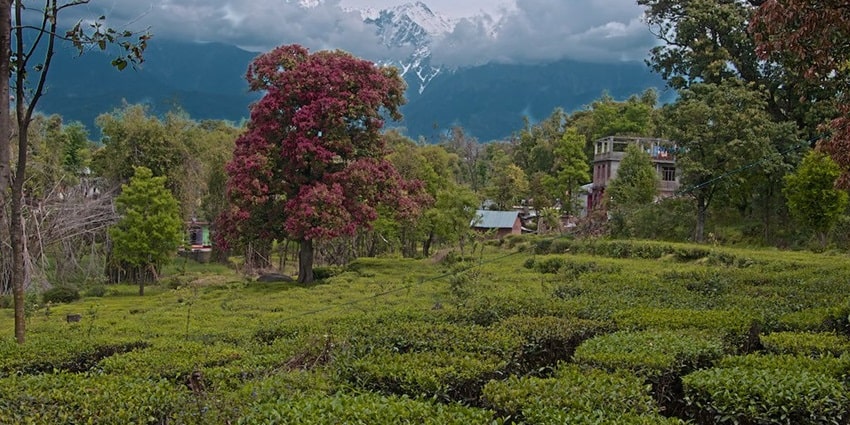 Stroll through the lush plantations while exploring Bir in Himachal Pradesh. Viewers of this file can see comments and suggestions