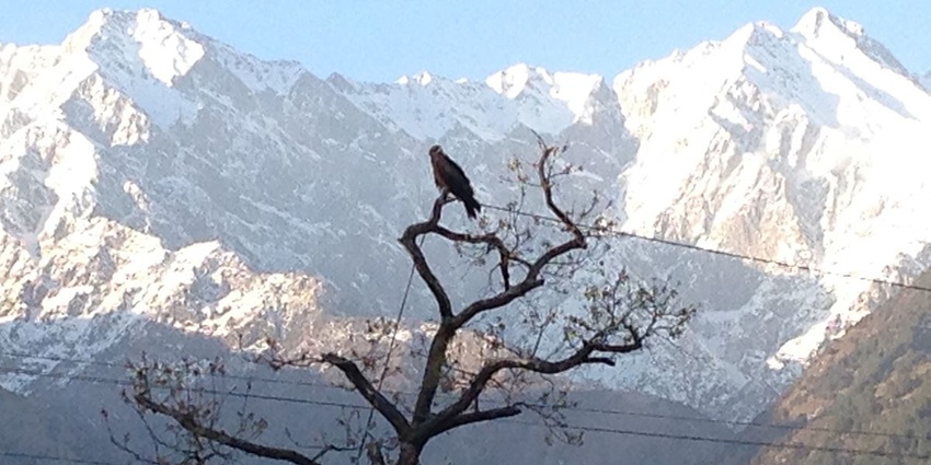 Mesmerising view from the hills of Palampur overlooking the snow covered mountains ahead