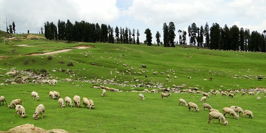 Sheep grazing amongst the green meadows on a bright sunny day in Doodhpathri.