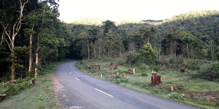 Pampadum Shola is one of the best Idukki national parks to explore on Kerala tour.