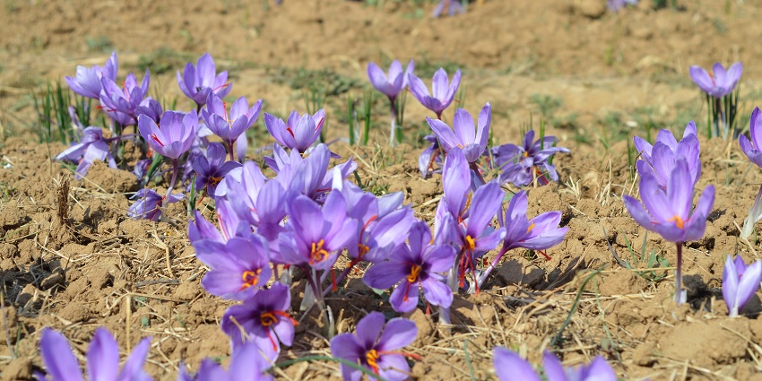 Purple flowers in saffron fields in full bloom in the “Saffron Capital”, Pampore.