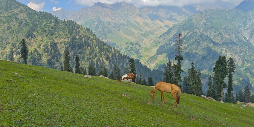 Horses grazing on a lush green meadow, surrounded by pine forests and snow-capped mountains