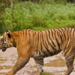 A view of a fierce tiger walking towards a lush green wildlife sanctuary during the day.