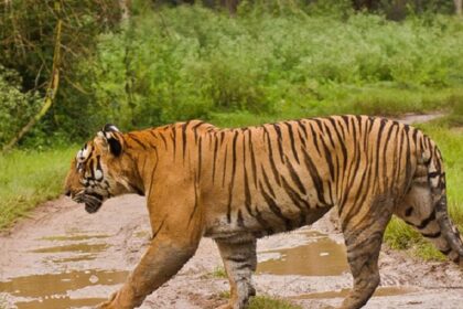 A view of a fierce tiger walking towards a lush green wildlife sanctuary during the day.