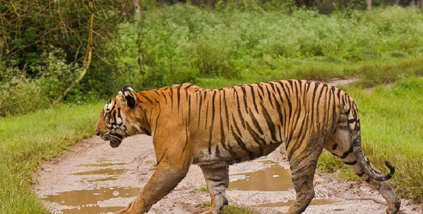 A view of a fierce tiger walking towards a lush green wildlife sanctuary during the day.