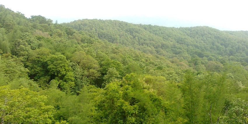 A breathtaking view of lush greenery encircling Parambikulam Wildlife Sanctuary