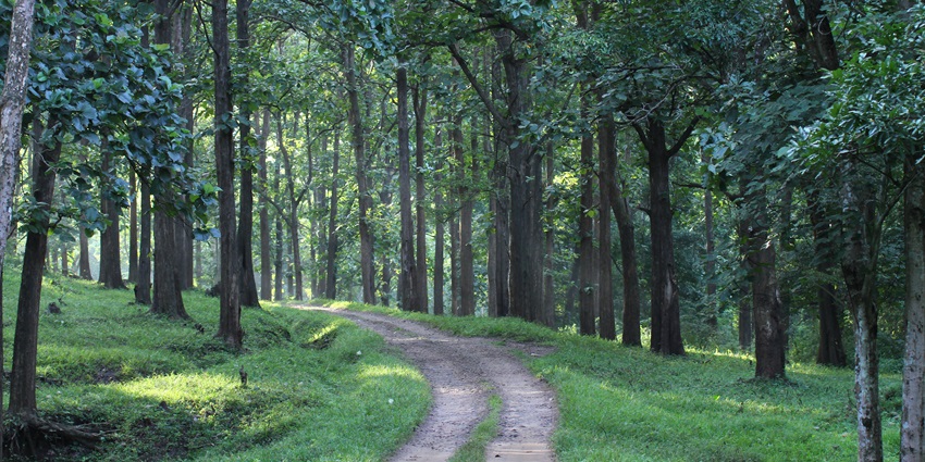 Views of Parambikulam Tiger Reserve one of the best places to visit near Palakkad