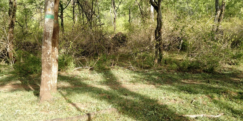 Discover the beautiful wildlife in Parambikulam Sanctuary - Things to do in Kerala