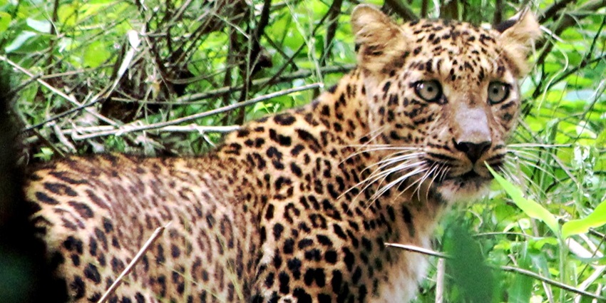 Parambikulam Wildlife Sanctuary is one of the best places in Palakkad for wildlife lovers.
