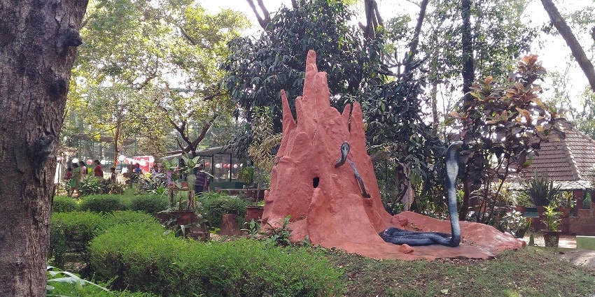 Visit the zoos in Kerala to witness diverse wildlife in the lush green natural habitat