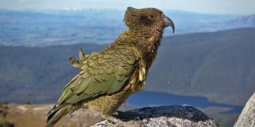 Spot various parrots at Parrot Island, a hotspot near Baratang Island Limestone Caves.