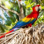 Vibrant parrot perched on branch, symbolising the colourful beauty of Parrot Island