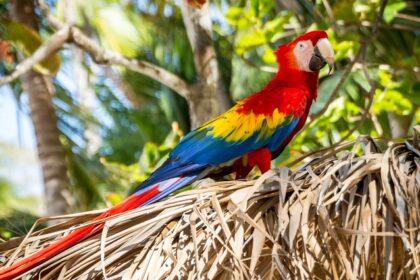 Vibrant parrot perched on branch, symbolising the colourful beauty of Parrot Island