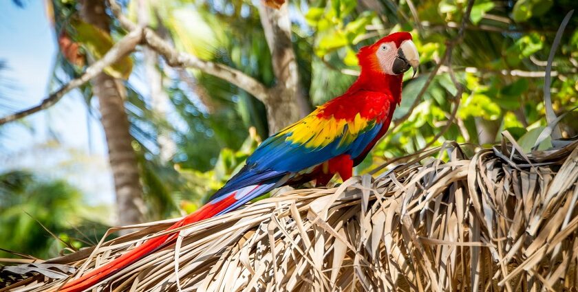 Vibrant parrot perched on branch, symbolising the colourful beauty of Parrot Island