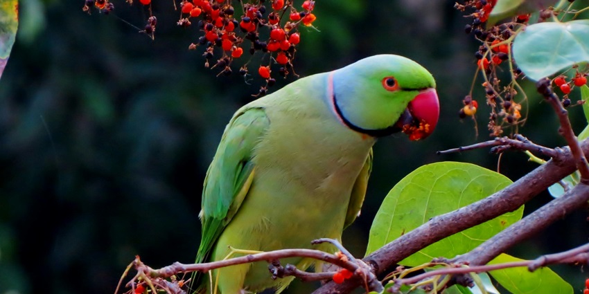 A mesmerising view of a beautiful parrot sitting on a branch with red flowers around it.