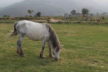 Visit the paragliding capital of India, Bir for a thrilling excursion like never before.