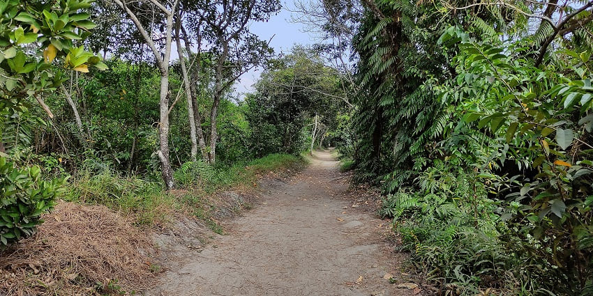 A picture of a nature path on the Pathiramanal Island, surrounded by lush greenery