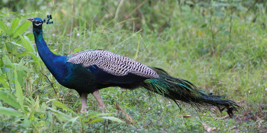 Spot beautiful Indian Peacock in Tholpetty Wildlife Sanctuary - Jungle safari in Kerala