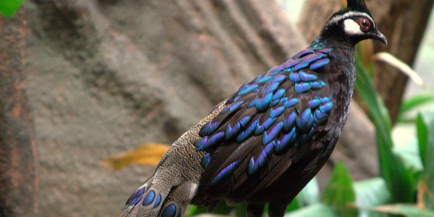 Siju Wildlife Sanctuary is one of the best wildlife sanctuaries in Meghalaya to visit.