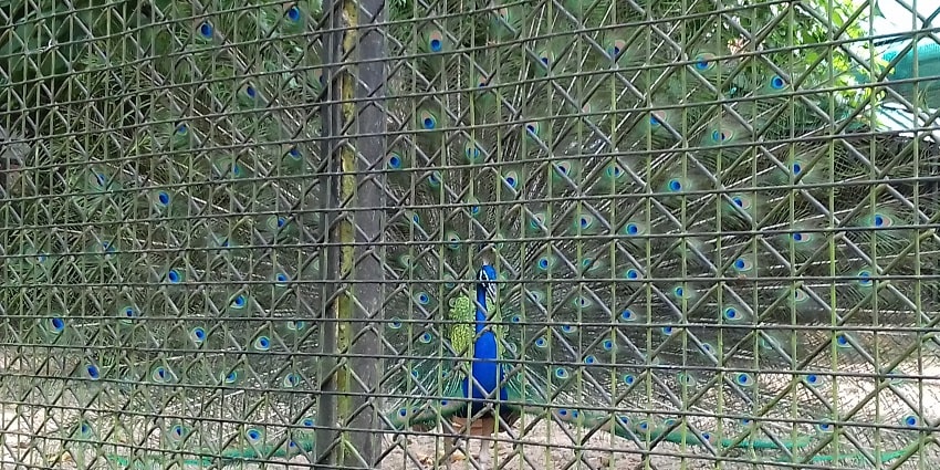 Peacock in Thiruvananthapuram zoo- a place for tourist to explore the diverse wildlife