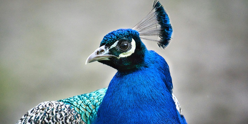 Explore Haritha Bio Park, one of the best zoos to visit in Kochi - A majestic peacock
