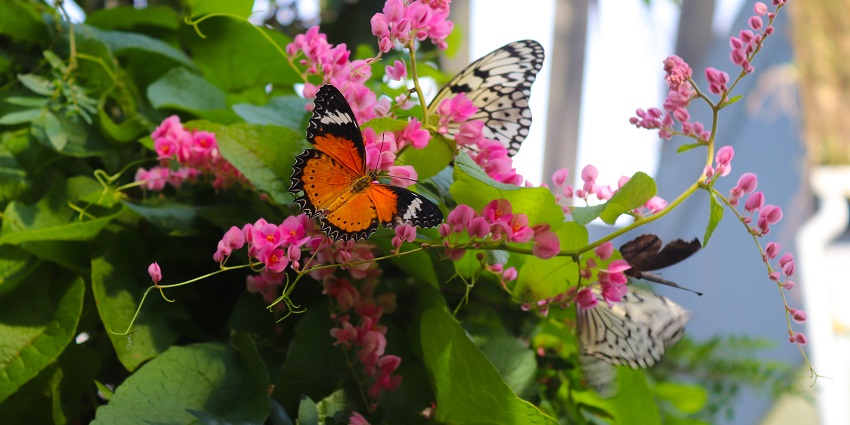 Penang Butterfly Farm is one of the best places to visit in Malaysia with family.