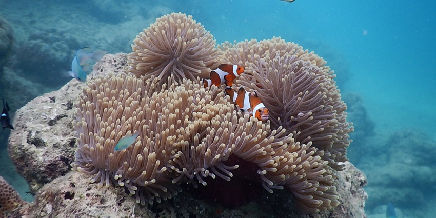 A scenic view of Percula clownfish swimming among the coral reefs at Havelock Island