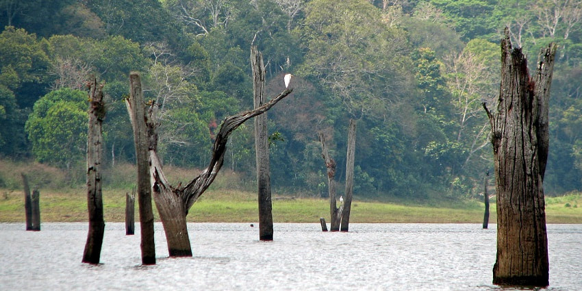 Witness the diverse wildlife in Periyar, one of the places to visit in Kerala in July.