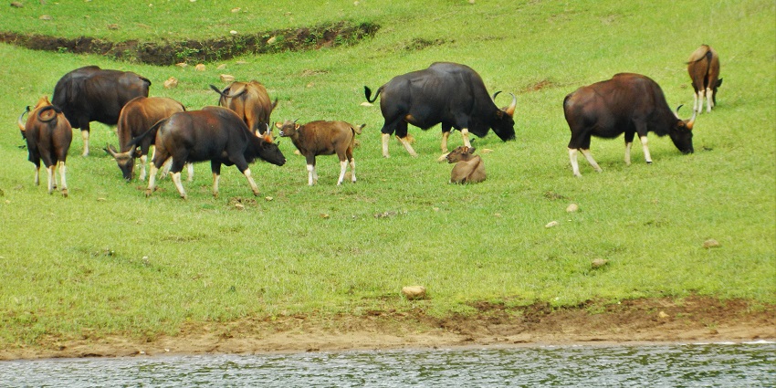 A herd of Indian bison clicked near a water body during a jungle safari in India