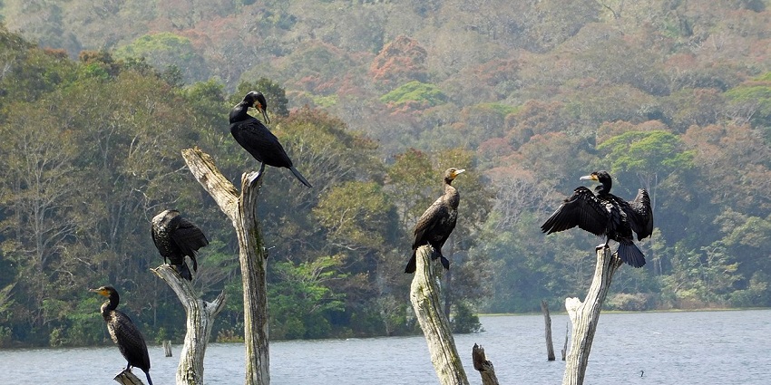 Witness the unique flora and fauna of Thekkady, Kerala at the Periyar National Park.