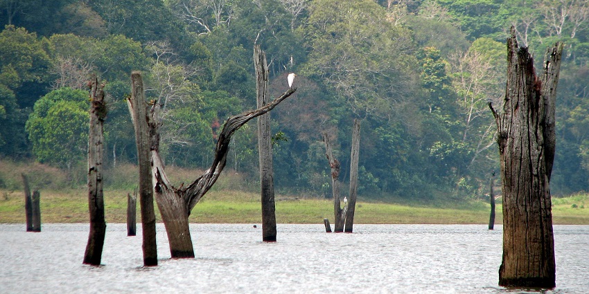 Periyar National Park is one of the most popular attractions near Munnar national parks.
