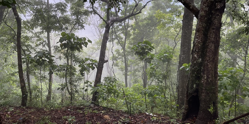 Dense forest of Periyar National Park is one of the best places to visit in Kerala
