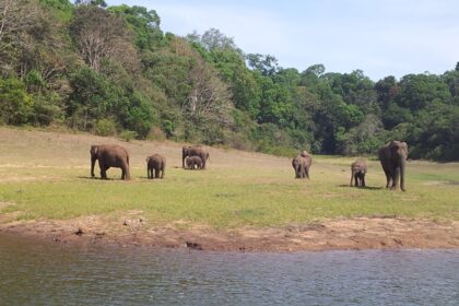 Explore the wildlife at the National Park, also called Periyar Tiger Reserve, Kerala.