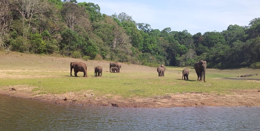 Explore the wildlife at the National Park, also called Periyar Tiger Reserve, Kerala.