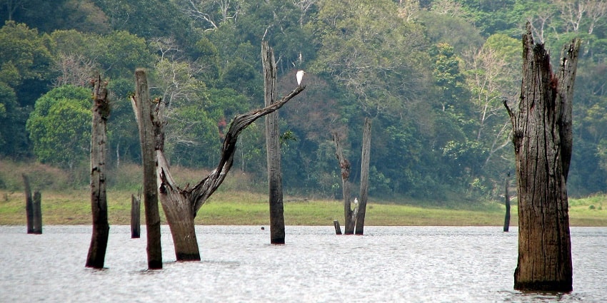 Witness the diverse flora and fauna at the famous Periyar National Park in Kerala.