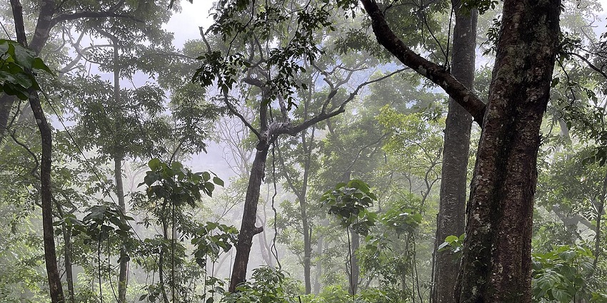 Head to Periyar Tiger Reserve to witness endangered species for a unique experience.
